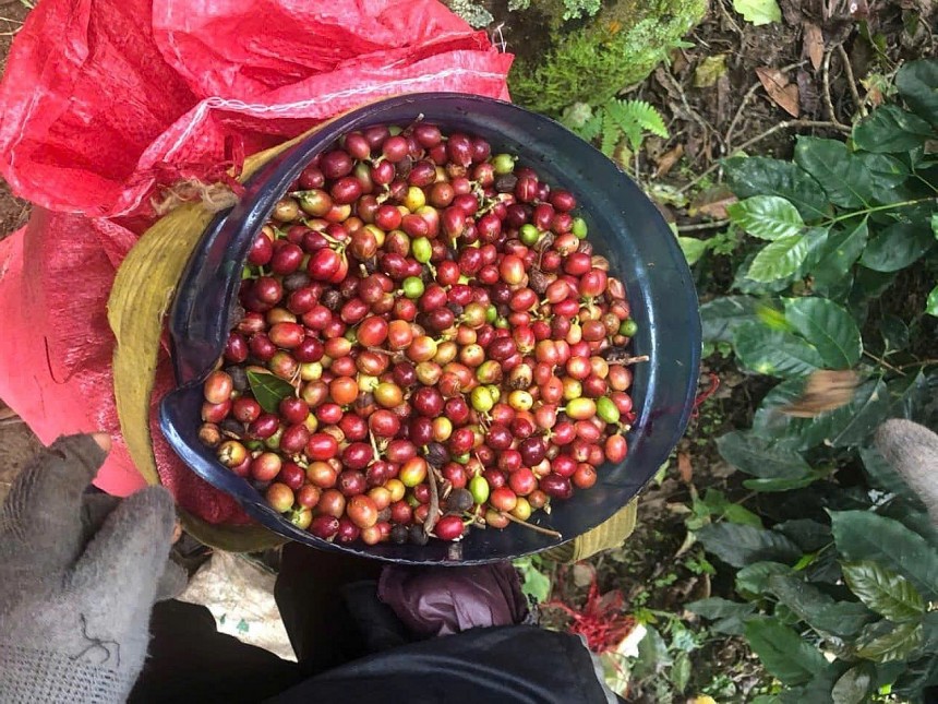 Phụ nữ Gié Triêng vượt khó xây dựng thương hiệu cà phê Arabica