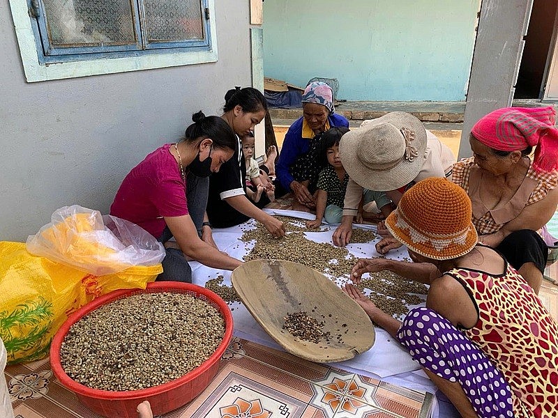 Phụ nữ Gié Triêng vượt khó xây dựng thương hiệu cà phê Arabica