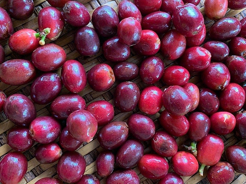 Phụ nữ Gié Triêng vượt khó xây dựng thương hiệu cà phê Arabica