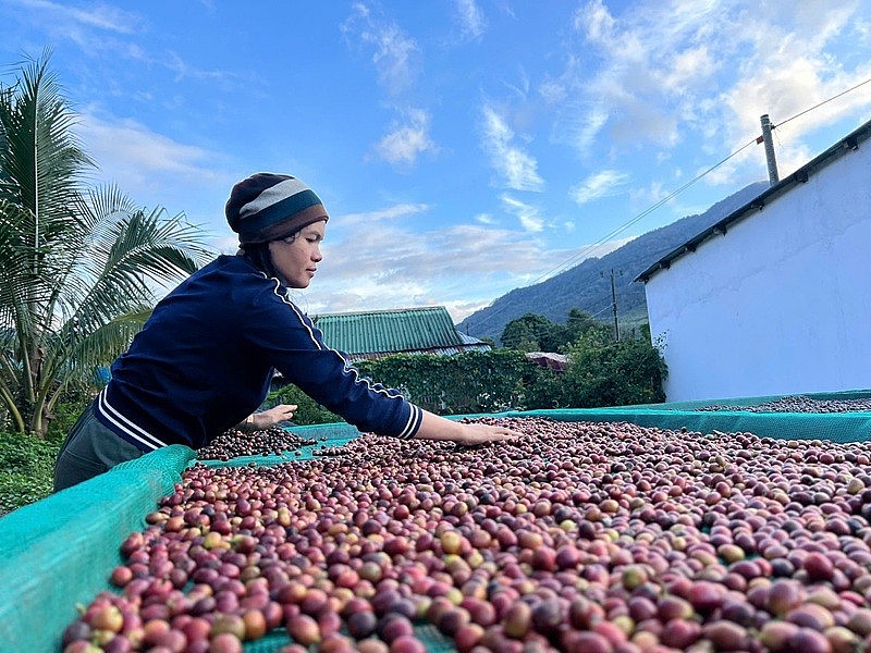 Phụ nữ Gié Triêng vượt khó xây dựng thương hiệu cà phê Arabica