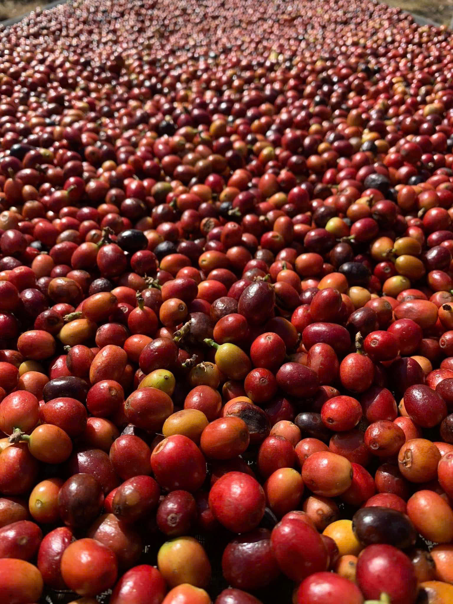 z7150380300025 e15a38ec91bad1dd661ea5f2a9438f53