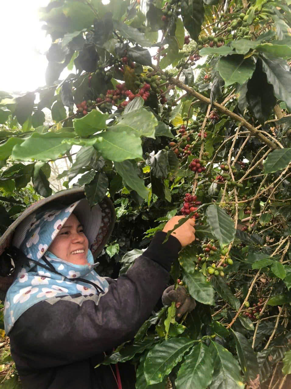 z7150382105067 0847f5137d2b725575f5e3986c7b487c